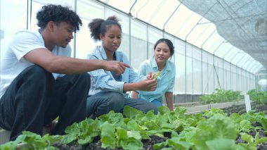 Bir seradaki marul bitkilerini inceleyen, sürdürülebilir tarım ve bitki sağlığı hakkında bilgi edinen bir grup genç.