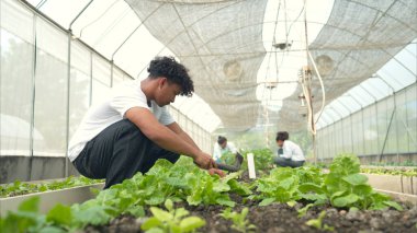 Bir seradaki marul bitkilerini inceleyen, sürdürülebilir tarım ve bitki sağlığı hakkında bilgi edinen bir grup genç.