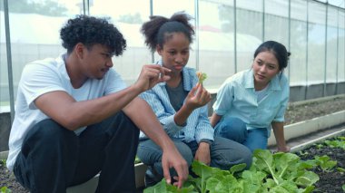 Bir seradaki marul bitkilerini inceleyen, sürdürülebilir tarım ve bitki sağlığı hakkında bilgi edinen bir grup genç.