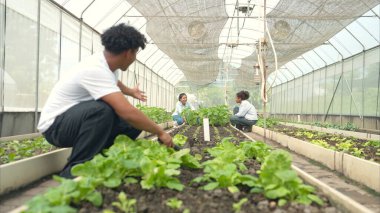 Bir seradaki marul bitkilerini inceleyen, sürdürülebilir tarım ve bitki sağlığı hakkında bilgi edinen bir grup genç.