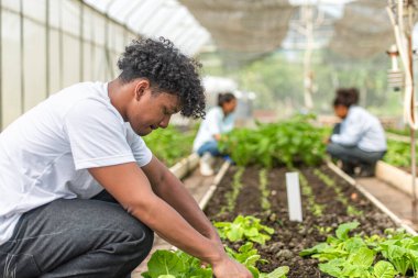 Bir seradaki marul bitkilerini inceleyen, sürdürülebilir tarım ve bitki sağlığı hakkında bilgi edinen bir grup genç.