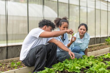 Bir seradaki marul bitkilerini inceleyen, sürdürülebilir tarım ve bitki sağlığı hakkında bilgi edinen bir grup genç.