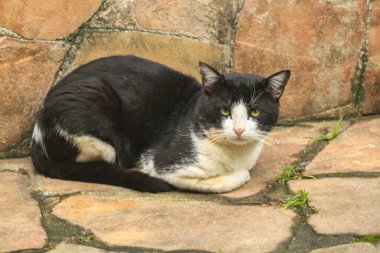 Çizgi filmdeki Sylvester 'a benzeyen, uysal memeli kedi.