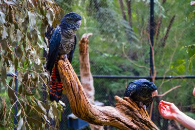 Vahşi Avustralyalı papağanlar, çok renkli. Sürüler halinde dolaşırlar ve çeşitli renklerdedir. Yeşil, kırmızı ve siyah. Tohum yemek için güçlü bir gagası var. Glossopsitta. Avustralya 'da yaşıyorlar..