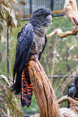 Vahşi Avustralyalı papağanlar, çok renkli. Sürüler halinde dolaşırlar ve çeşitli renklerdedir. Yeşil, kırmızı ve siyah. Tohum yemek için güçlü bir gagası var. Glossopsitta. Avustralya 'da yaşıyorlar..