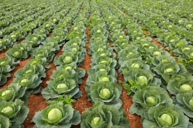 Sulu beyaz lahana bir tarlada yetişiyor, düzenli sırada, Malta 'lı bir çiftçide. Lahana tarım arazisinde yetişir ve parlak güneş ışığıyla aydınlatılır..