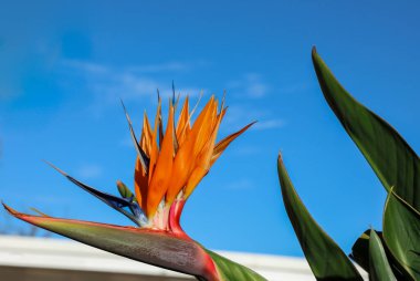 Against the background of a clear blue sky, a colorful, bright, magnificent blooming Strelitzia reginae close-up. clipart