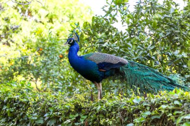 Güzel güneşli bir günde yemyeşil bir portakal bahçesinde görkemli bir tavus kuşu.