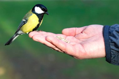 On a sunny day, a beautiful, bright and bold great tit flew to a man's hand to eat some seeds.