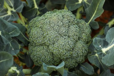 Bir çiftçinin tarlasında yetişen brokoli yakında hasat edilecek ve süpermarkete veya markete götürülecek..