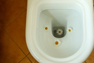Papatya çiçekleri beyaz bir klozetin içine dizilmiş taze ve güzel kokuyu çağrıştırıyor, doğal oda spreylerini, banyo temizliğini ve rahatlatıcı aromatik kokuları temsil ediyor..