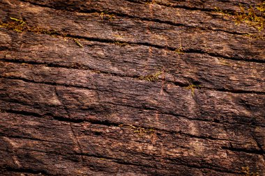 Engebeli bir yüzeyi, derin oyukları ve yosunları olan doğal ahşap dokusu. Otantik ağaç kabuğu dokusu organik, topraksı bir his yaratır. Seriler: 