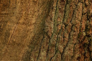 Yaşlı, doğal, desenli ve ağaç gövdesinin tüm detaylarının mükemmel bir şekilde görülebildiği alışılmadık bir ağaç kabuğu. Seriler 