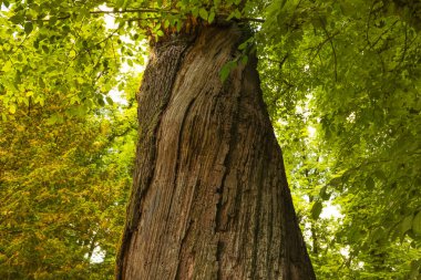 Ağaç kabuğunun ilginç doğal yapısı ve sulu yeşil yaprağın arka planında bulunan devasa bir ağaç gövdesinin fantastik dokusu. Seriler 