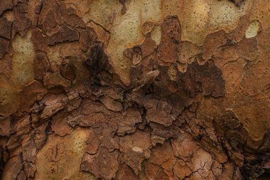 Dokulu, doğal ve alışılmadık ağaç kabuğu arka plan ve bilgisayar duvar kağıtları için mükemmeldir. Seriler 