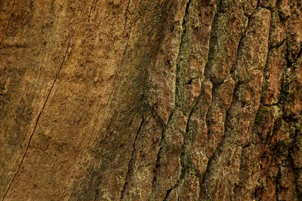 Yaşlı, doğal, desenli ve ağaç gövdesinin tüm detaylarının mükemmel bir şekilde görülebildiği alışılmadık bir ağaç kabuğu. Seriler 