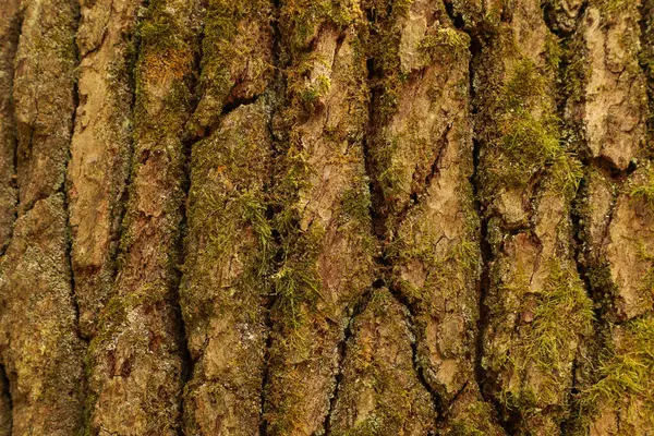 Yüzeyinde yosun bulunan doğal ağaç kabuğunun ilginç ve şaşırtıcı yapısı. 