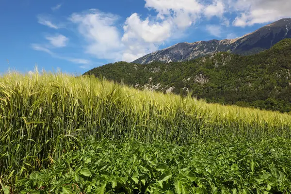 Buğday, çavdar, arpa, patates ve diğer ekinler, Slovenya 'daki muhteşem Alp Dağları' nın arka planında yetişiyor. Seriler 