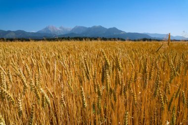 Arka planda Alpler ve mavi gökyüzünün olduğu güneşli bir tarım alanında olgunlaşan buğday başakları hasat ve refahı sembolize ediyor.