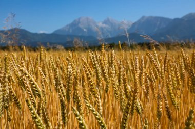 Olgunlaşan buğday başakları bir tarlada yetişir dağların ve mavi gökyüzünün arka planında. Hasat, tarım ve büyüyen tahıl ürünlerini sembolize eder, dizi 