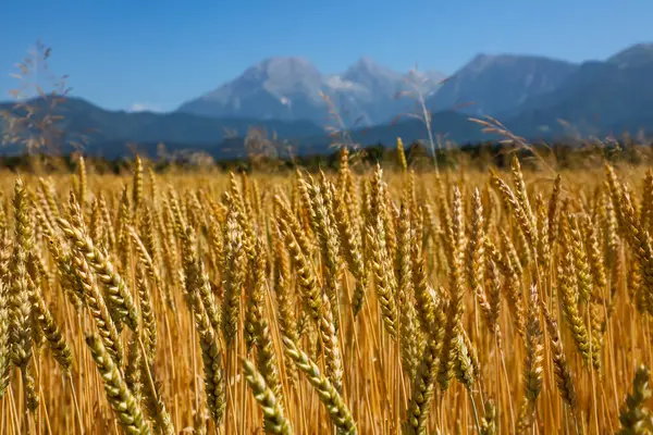 Olgunlaşan buğday başakları bir tarlada yetişir dağların ve mavi gökyüzünün arka planında. Hasat, tarım ve büyüyen tahıl ürünlerini sembolize eder, dizi 