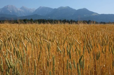 Güneşli bir tarım tarlasında, güzel Alpler ve mavi gökyüzünün arka planında, buğdayın altın kulakları olgunlaşır, verimliliği ve hasadı sembolize eder,