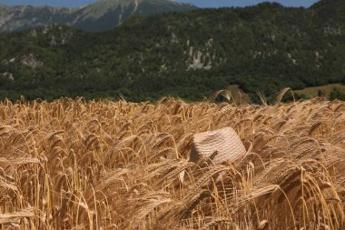 Olgun altın arpa kulakları ve arpa kulakları üzerinde uzanan bir hasır şapka, Alp dağlarının arka planı, tarım ve çiftçiliği sembolize eder 