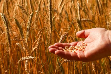 Olgun buğday tanelerini elinde tutan tarımcı güneşte olgunlaşmış buğdayın altın kulaklarına karşı, yakın plan serisi 