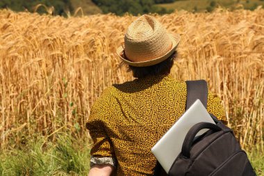 Hasat sırasında altın buğday tarlasını gözlemleyen tarımcı veri toplama ve analiz için dizüstü bilgisayar taşıyor. Modern tarımı resmetmek için mükemmel; tarım serisinin bir parçası.