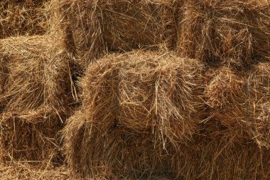 Güneşli bir yaz tarlasında, altın saman balyaları düzenli sıralarda yatar kırsal yaşamın huzurlu bir sembolü ve insanlar ve toprak arasındaki kalıcı bağın..