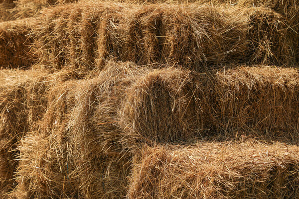 Под теплыми объятиями летнего солнца, золотые тюки сена отдыхают в аккуратных стогах по всему полю вневременной дань красоте сельской жизни и сердца сельского хозяйства.