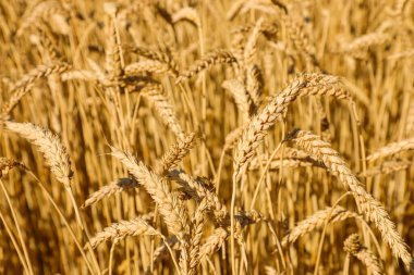 Altın buğday kulakları yakın planda, kırsal bir tarlada olgunlaşıyor. Tarım, hasat ve tahıl ekiminin sembolü. Tarım serisinin bir parçası.