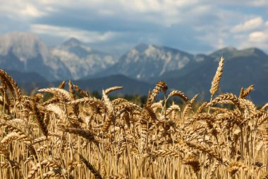 Altın buğday kulakları, verimli bir tarım arazisinde, arka planda yükselen görkemli Alpler, bolluk, tarım ve hasat temaları ile olgunlaşır. Tarım serisinin bir parçası.