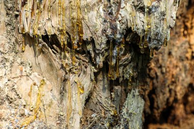 Sıvı altın reçine yavaş yavaş ağaç gövdesinden damlıyor, dokulu kabuğuyla çarpıcı bir kontrast oluşturuyor ve doğal desenlerin ince güzelliğini gözler önüne seriyor..