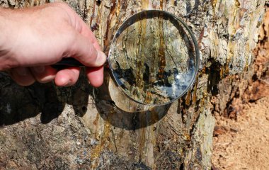 Ağaç kabuğunun dokusunu büyüteçle inceliyor, parıldayan altın reçine damlalarını parlaklaştırıyor. Çevre araştırmaları, doğa gözlemi ve organik kaynak çalışması teması.