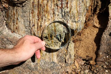 Ağaç kabuğunu büyüteçle inceleyen kişi altın reçine damlalarına ve karmaşık doğal dokulara odaklanır.. 