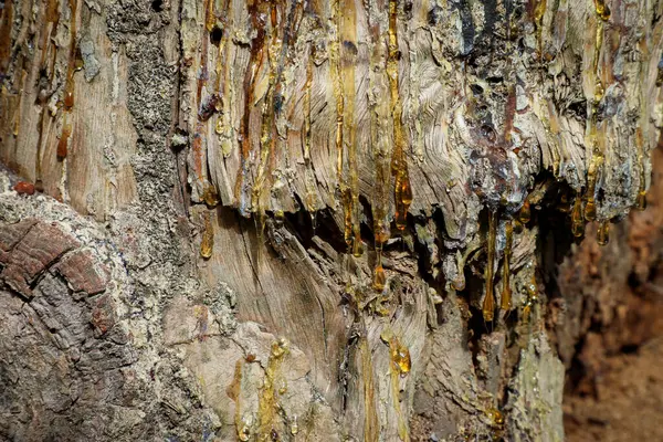 Kalın altın reçine, ağaç gövdesinin desenli kabuğundan yavaşça damlarken parlıyor. Bu da odunların doğal desenlerini ve zenginliğini ortaya çıkarıyor.. 