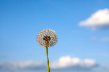 Arka planda yumuşak, bulanık bulutlar olan parlak mavi bir gökyüzüne kurulmuş bir karahindiba tohumu başının yakın çekimi. Görüntü, karahindibanın hassas detaylarını ve dokusunu vurgular..