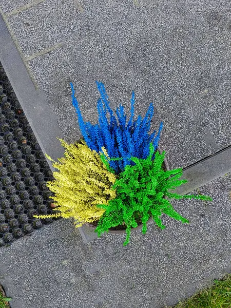 Üzerinde mavi, sarı ve yeşil üç renkli funda bitkisinin bulunduğu bir saksının yukarıdan görünüşü lastik bir paspasın yanındaki taş kaldırıma yerleştirilmiş. Canlı renkler gri zemin ile tezat oluşturuyor..