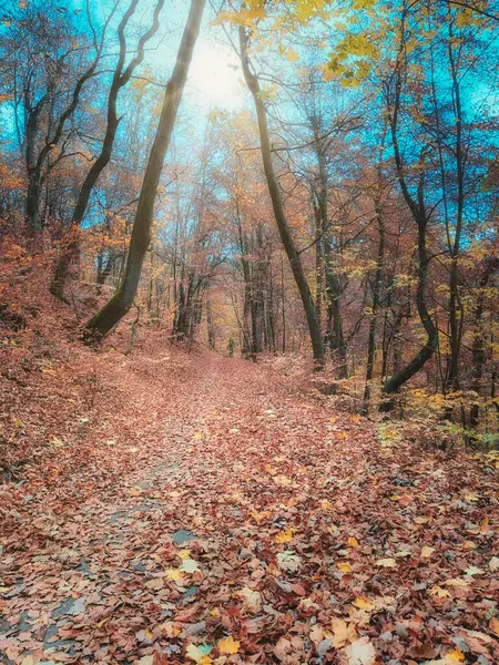 Sonbahar orman yolu, sarı ve turuncu yapraklı uzun ağaçlarla çevrili renkli yapraklarla kaplı. Dalların arasından parlayan parlak güneş ışığı. mevsimsel, seyahat ve doğa temaları
