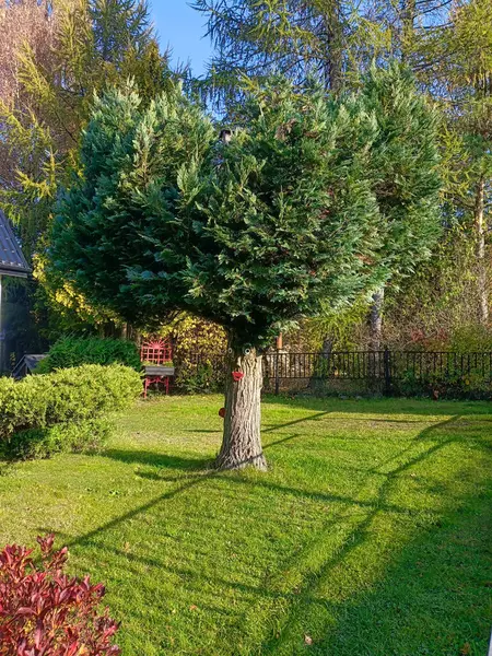 Güneşli bir bahçede yemyeşil, kalp şeklinde yaprakları olan, garip dekorasyonlarla süslenmiş, ağzı da dahil olmak üzere bir yüz oluşturan ağaç. Etrafı yeşilliklerle, çalılarla ve ahşap bir bankla çevrili. Yaratıcılık ve açık hava cazibesini çağrıştırıyor..