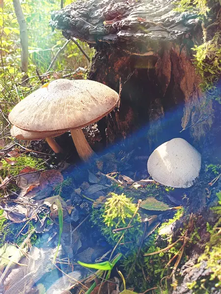 Sonbahar ormanlarında yosunlu ağaç kütüğünün yanında yetişen yaban mantarlarının yakın çekimi, güneş ışığı ve mercek parlaması. Huzurlu orman manzarası, doğa, ekoloji ve yiyecek aramak için idealdir..