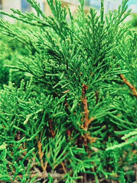 Gün ışığında Yeşil Kozalaklı Dallar 'ın yakın görüntüsü. Keskin detaylar, yumuşak doğal ışıkla aydınlatılan canlı iğneleri vurgular. Derinliği vurgulayan bir açıyla yakalandı
