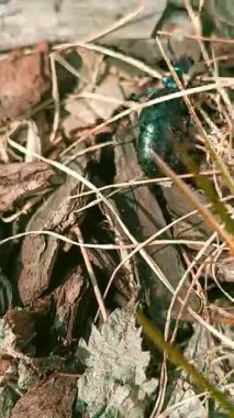 Kuru yapraklar ve yapraklarla kaplı, orman zemininde sürünen parlak yağ böceği. Gün ışığında Yakın Doğanın Çekimi. Vahşi Yaşam Alanında Metalik Mavi-Yeşil Kabuklu Böcek.