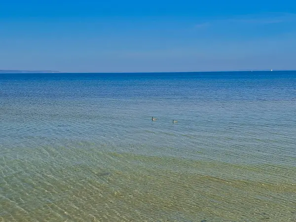 Sakin deniz, berrak sığ su ve güneşli bir günde açık mavi bir gökyüzünün altında yüzen iki ördek. Huzurlu Kıyı Manzarası Sahil Çizgisi Perspektifinden Yakalandı.