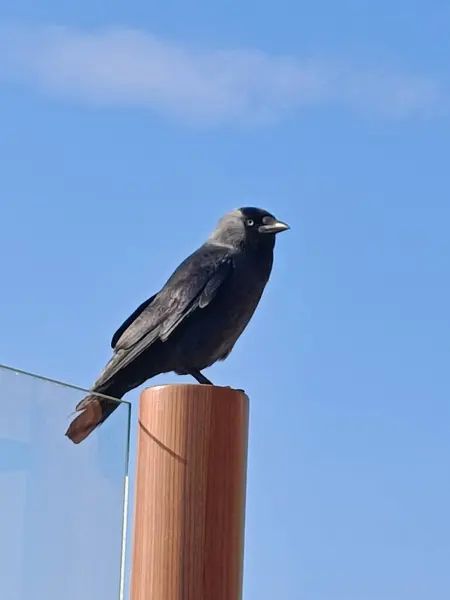 Açıklama: Ahşap bir direğe tünemiş, arka planda parlak mavi bir gökyüzü olan siyah bir kuşun düşük açılı bir perspektiften gün ışığına çıkarılmış görüntüsü..