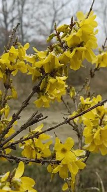 Sarı fındık çiçeklerinin yakın çekimi dalların üzerinde açan eriyen karla birlikte bahar erken doğası sahnesi. Bulutlu bir günde yakalandı. Yenilenmenin sembolü, mevsimler değişir, kırılgan güzellik.
