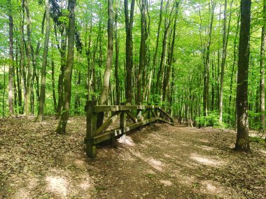 Güneşli bir bahar gününde yemyeşil yaprak döken bir ormanda orman yolu boyunca ahşap korkuluklar. Güneş ışığı yaprakların arasından süzülür, gölgeler bırakır. Yürüyüş, doğa, yalnızlık veya eko-turizm kavramları için ideal.