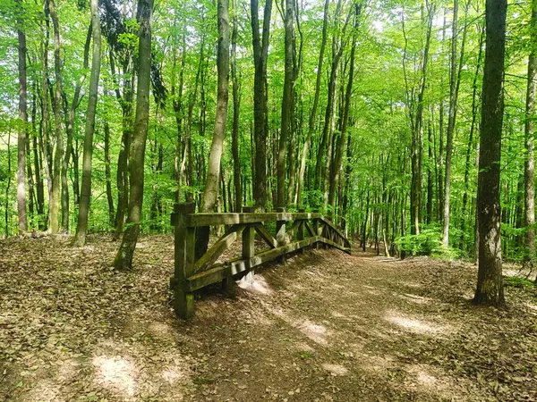 Güneşli bir bahar gününde yemyeşil yaprak döken bir ormanda orman yolu boyunca ahşap korkuluklar. Güneş ışığı yaprakların arasından süzülür, gölgeler bırakır. Yürüyüş, doğa, yalnızlık veya eko-turizm kavramları için ideal.