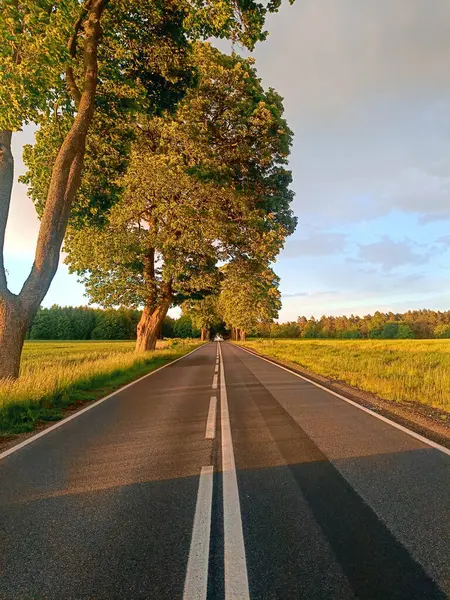 Yeşil tarlalardan geçen beyaz işaretli düz asfalt yol ve sıcak akşam güneşi altında yakalanan uzun ağaçlar. Manzaralı kırsal alan, seyahat ve özgürlük kavramı, insan yok..